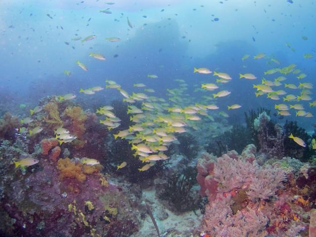 Nomad Divers Bangka Likupang Экстерьер фото