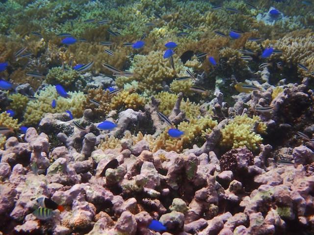 Nomad Divers Bangka Likupang Экстерьер фото